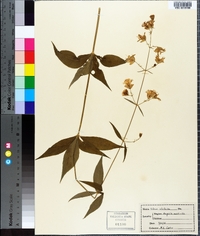 Silene stellata image