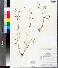 Spergularia echinosperma image