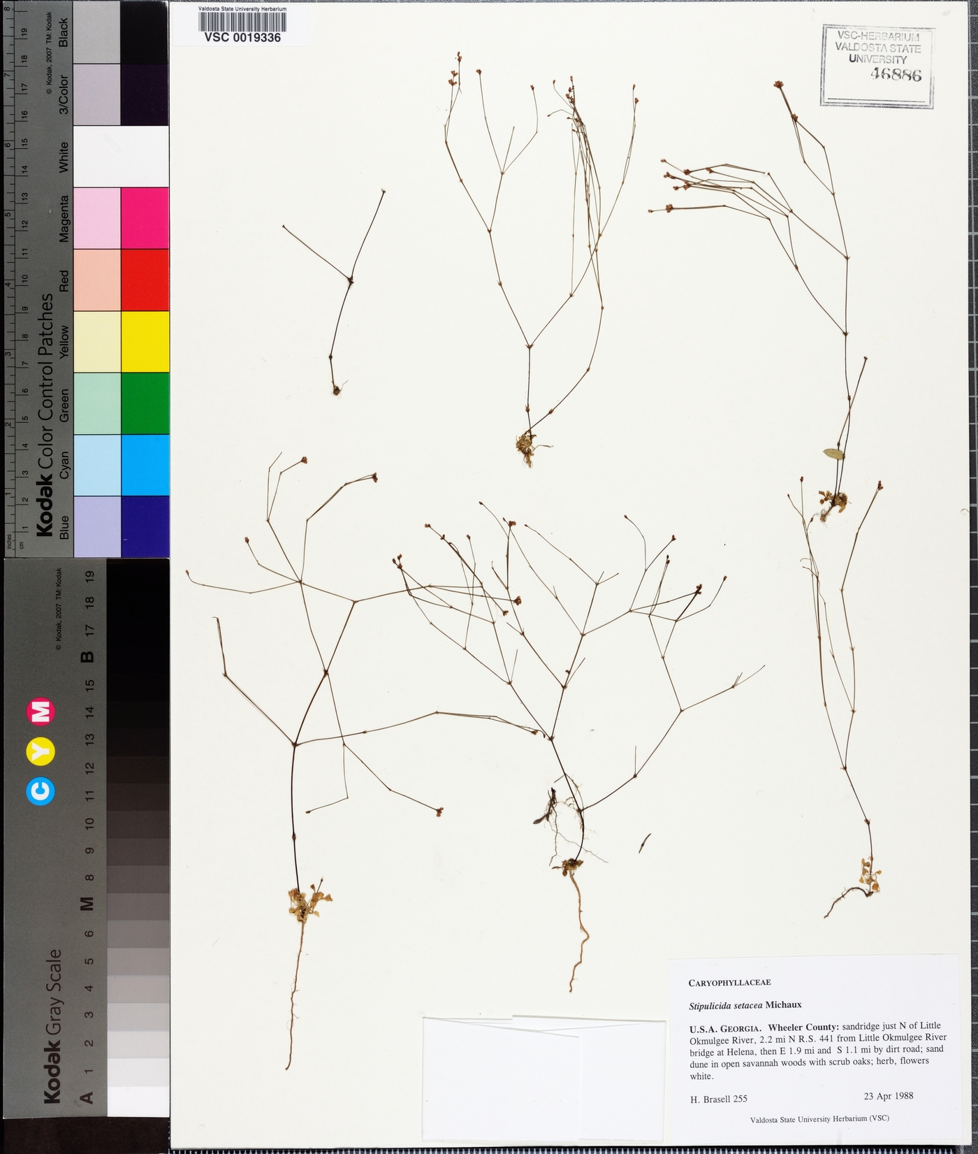 Stipulicida setacea image