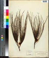 Casuarina equisetifolia image