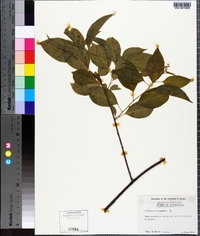 Celastrus scandens image