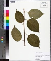 Celastrus scandens image