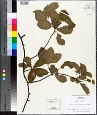 Celastrus scandens image