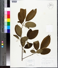 Euonymus atropurpureus image