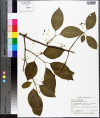 Euonymus atropurpureus image