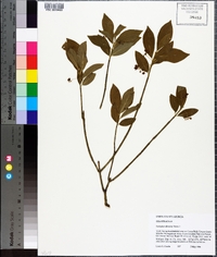 Euonymus obovatus image