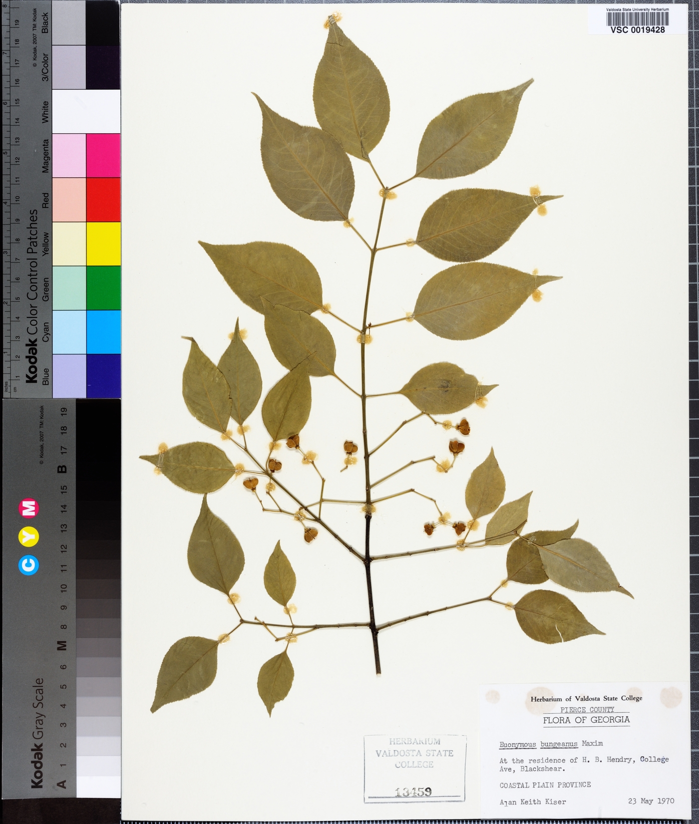 Euonymus bungeanus image