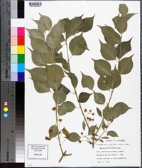 Euonymus latifolius image