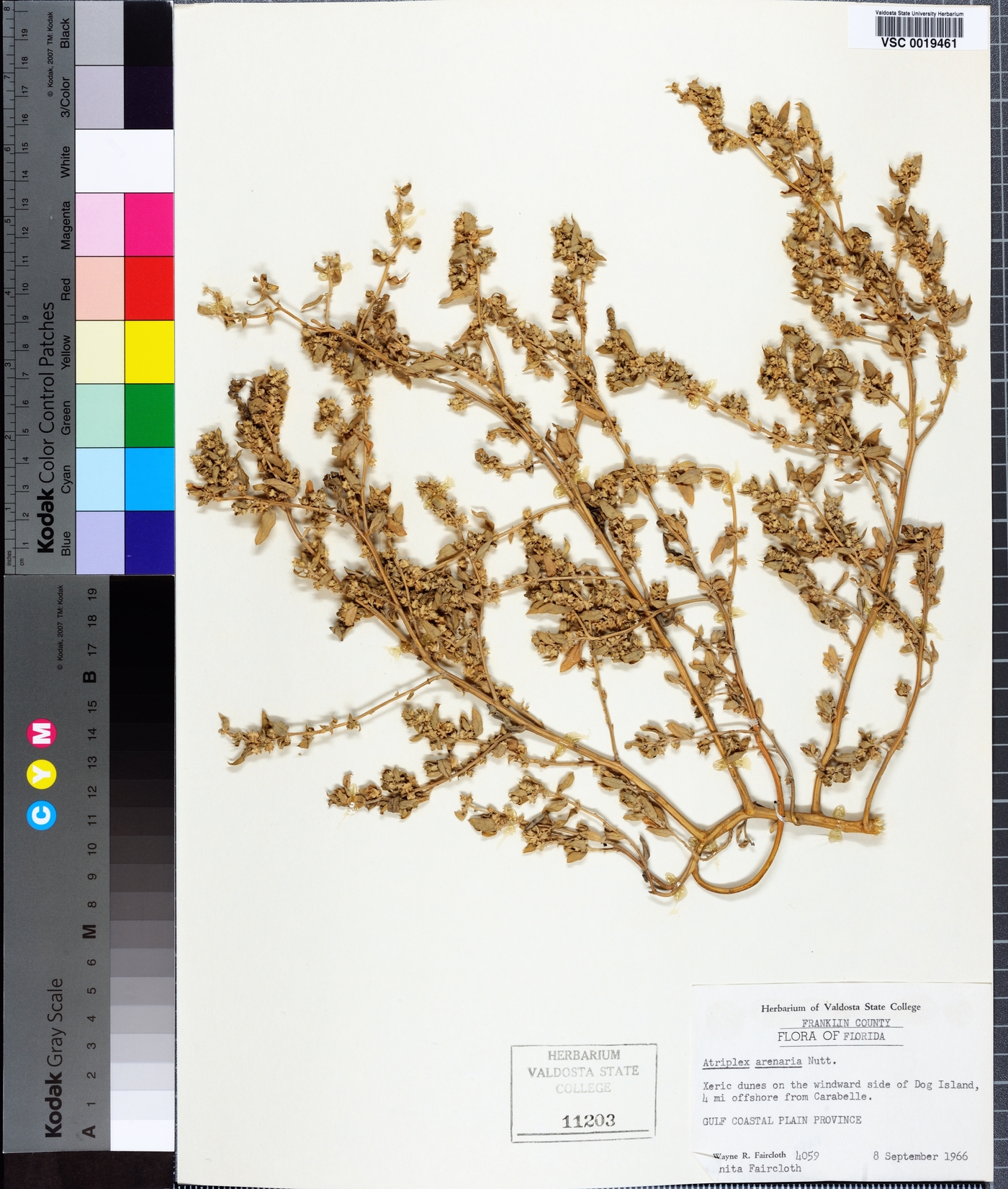 Atriplex cristata image