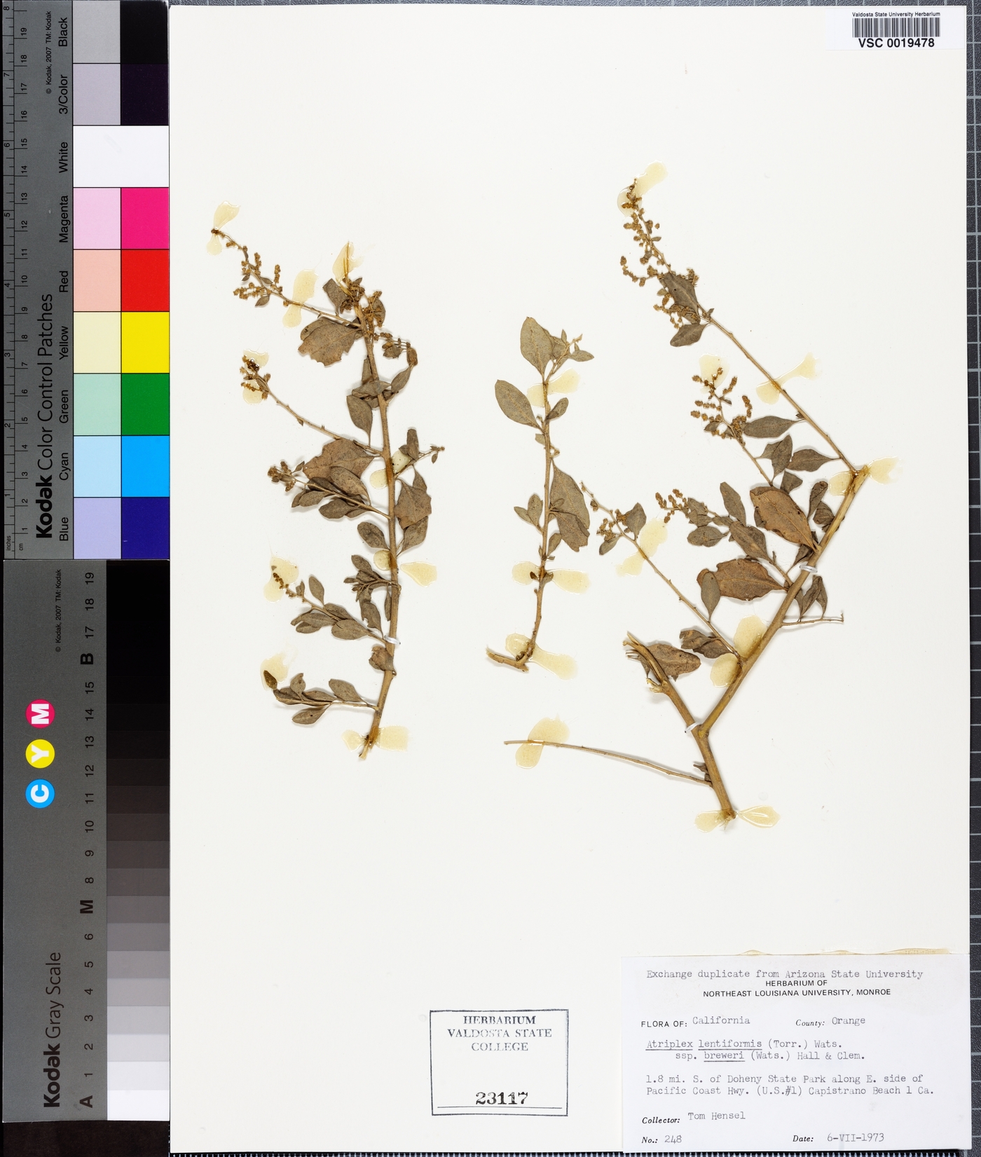 Atriplex lentiformis subsp. breweri image