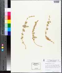 Atriplex watsonii image