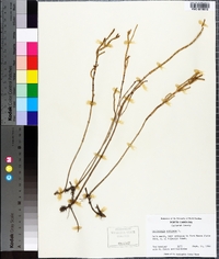 Salicornia maritima image