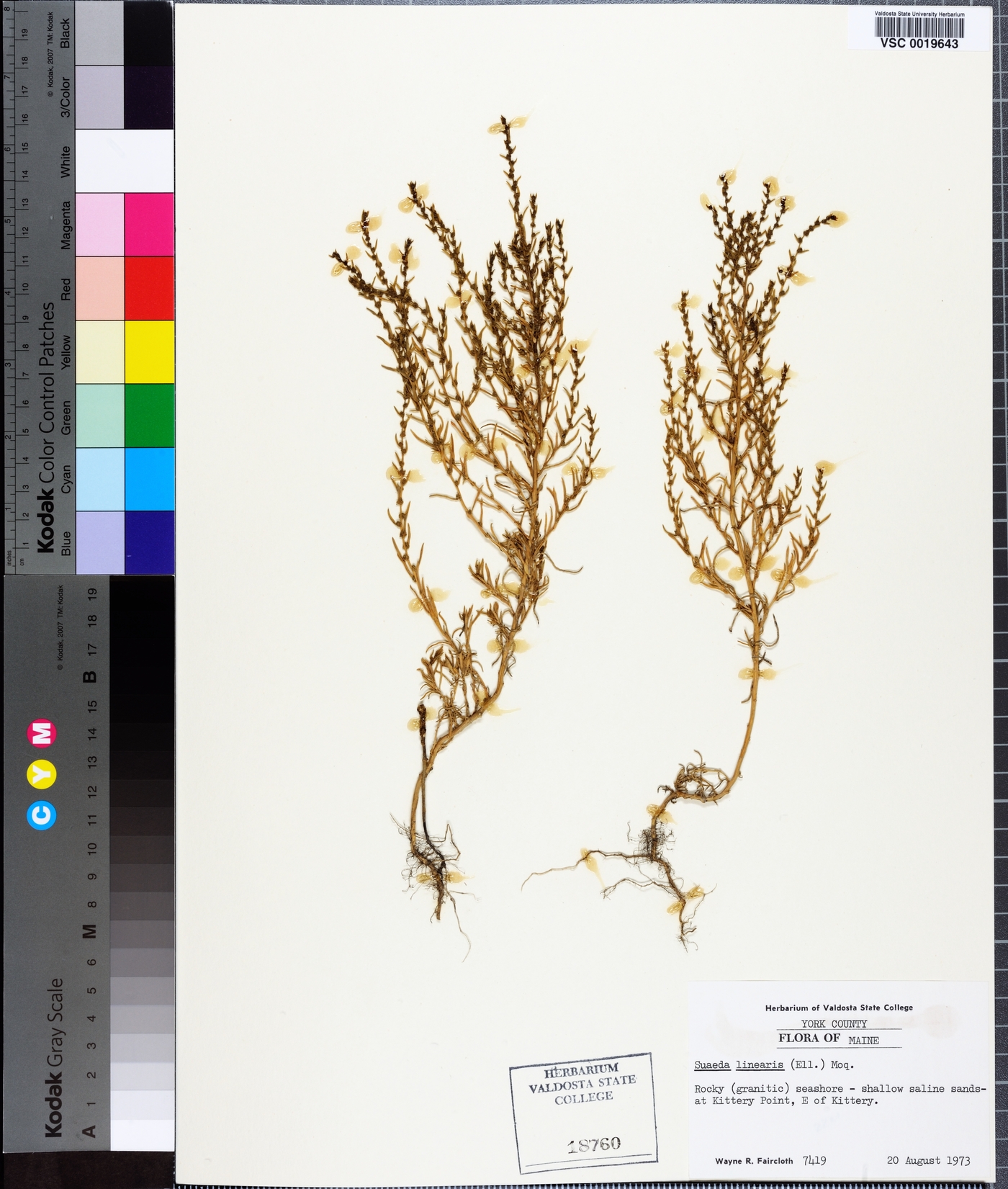 Suaeda linearis image