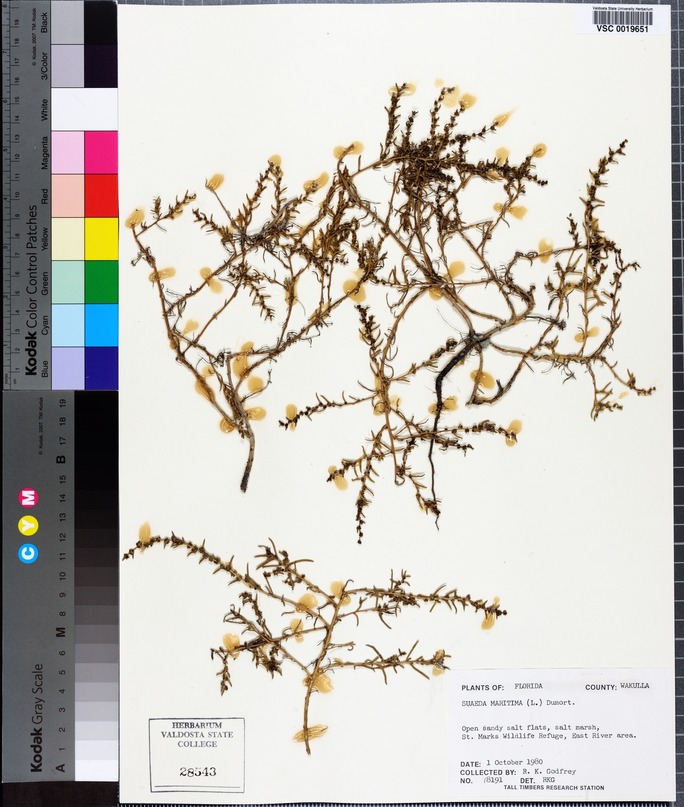 Suaeda maritima image