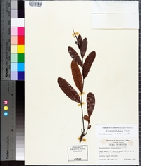 Licania michauxii image