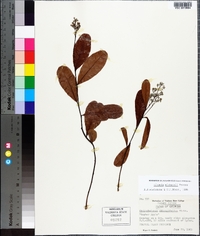 Licania michauxii image