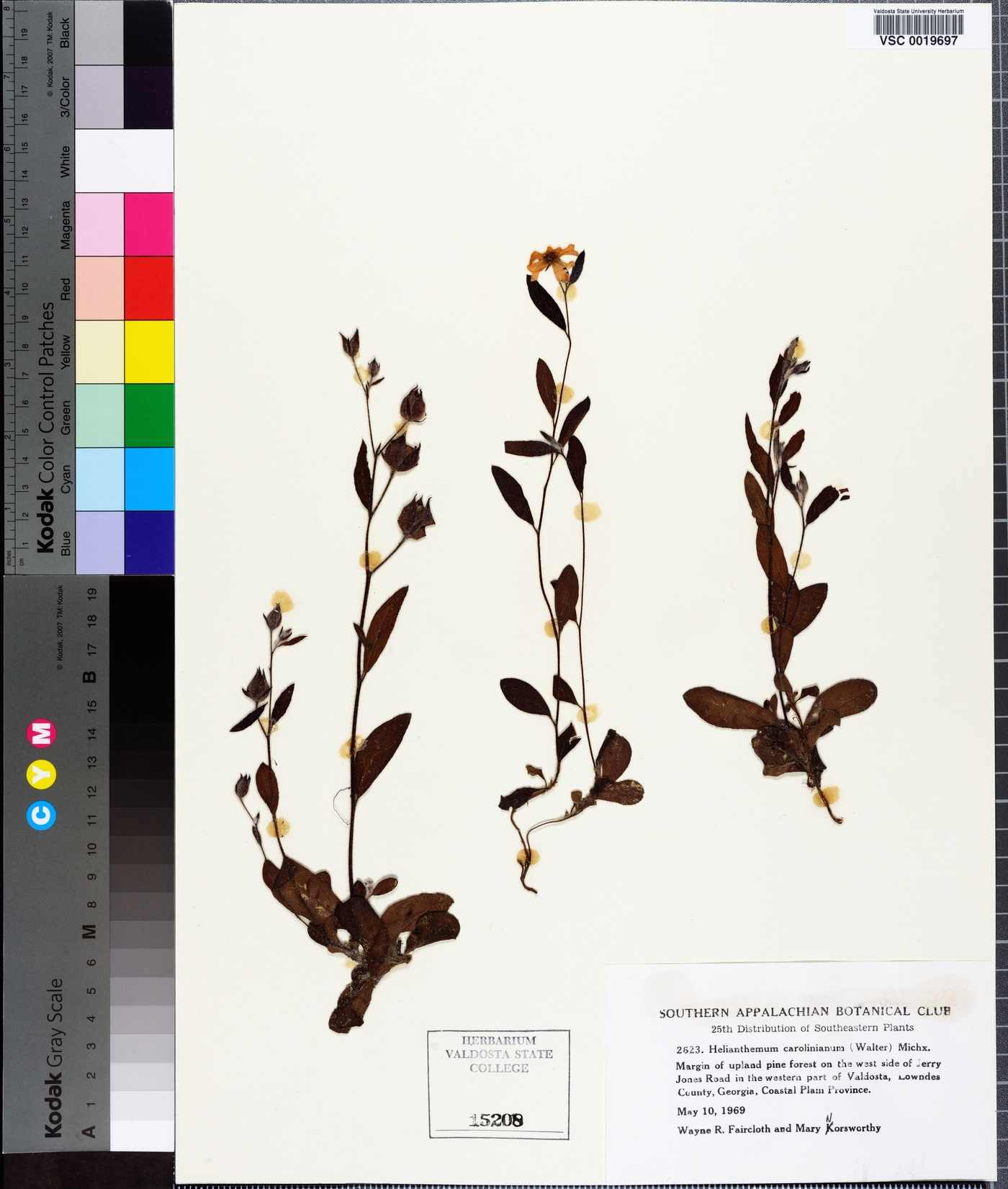 Crocanthemum carolinianum image