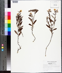 Helianthemum corymbosum image