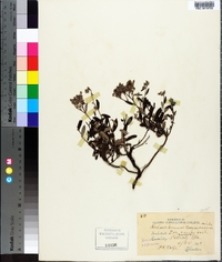 Helianthemum corymbosum image