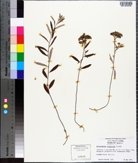 Helianthemum corymbosum image