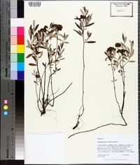 Helianthemum corymbosum image