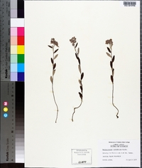 Helianthemum corymbosum image