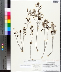 Helianthemum corymbosum image