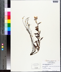 Helianthemum corymbosum image