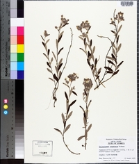 Helianthemum corymbosum image