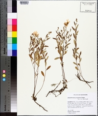 Helianthemum georgianum image