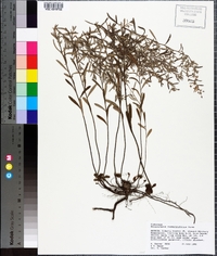 Helianthemum rosmarinifolium image