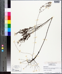 Lechea minor image