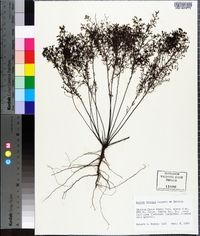 Lechea torreyi image