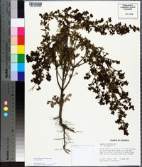 Lechea mucronata image