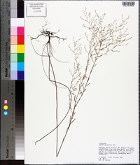 Lechea pulchella image