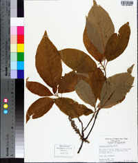 Clethra acuminata image