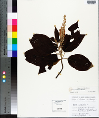 Clethra acuminata image