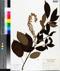 Clethra acuminata image