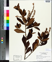 Clethra alnifolia image