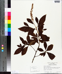 Clethra alnifolia image