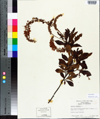 Clethra alnifolia image