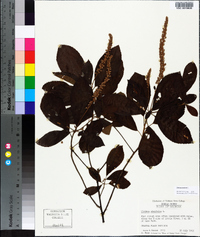 Clethra alnifolia image