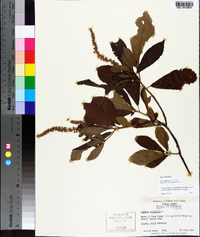 Clethra alnifolia image