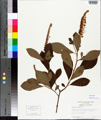 Clethra alnifolia image