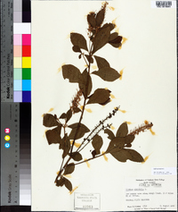 Clethra alnifolia image