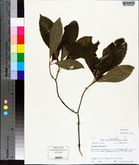 Clethra alnifolia image