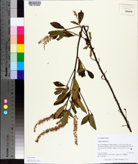 Clethra alnifolia image