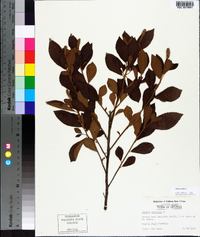 Clethra alnifolia image