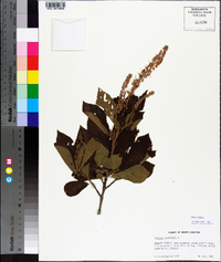 Clethra alnifolia image