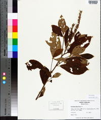 Clethra alnifolia image